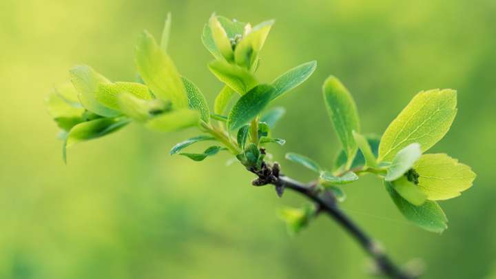 macro photography green plant