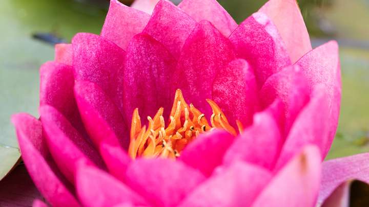 macro photography pink flower